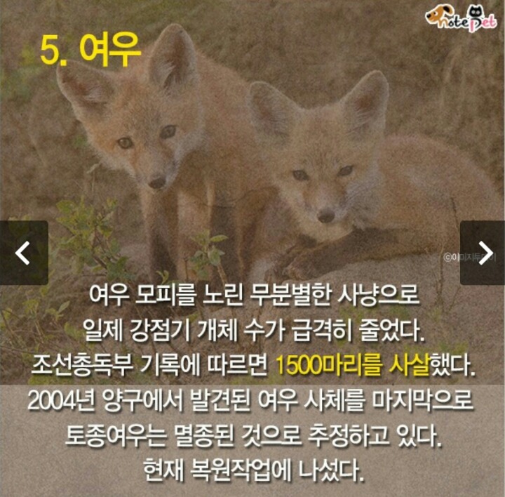 일제강점기 한반도에서 사라진 동물들.jpg | 인스티즈