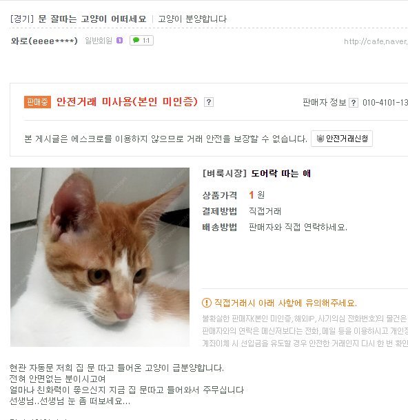 냥이 유료분양jpg | 인스티즈