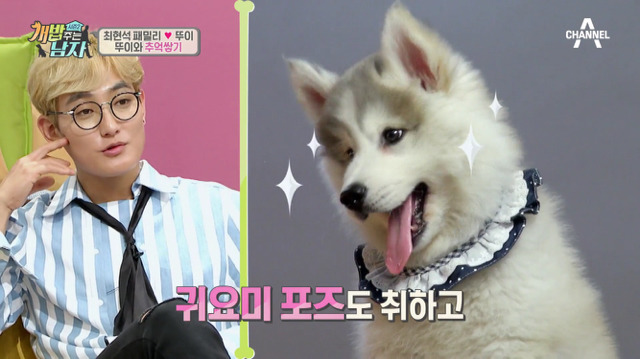 겁나 귀여운 최현석 셰프 강아지 뚜이(오드아이 시베리안 허스키).jpg | 인스티즈