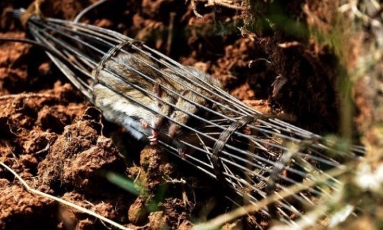 베트남 서민 건강식 쥐고기 구이 만드는 방법 (혐오주의) | 인스티즈