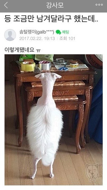 강아지 미용하면서 등 조금만 남겨달라고 했는데... | 인스티즈