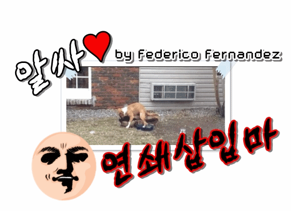세계여행하는 냥이.gif | 인스티즈