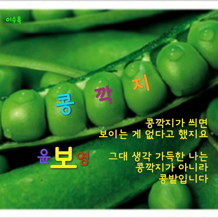 콩깍지 이미지