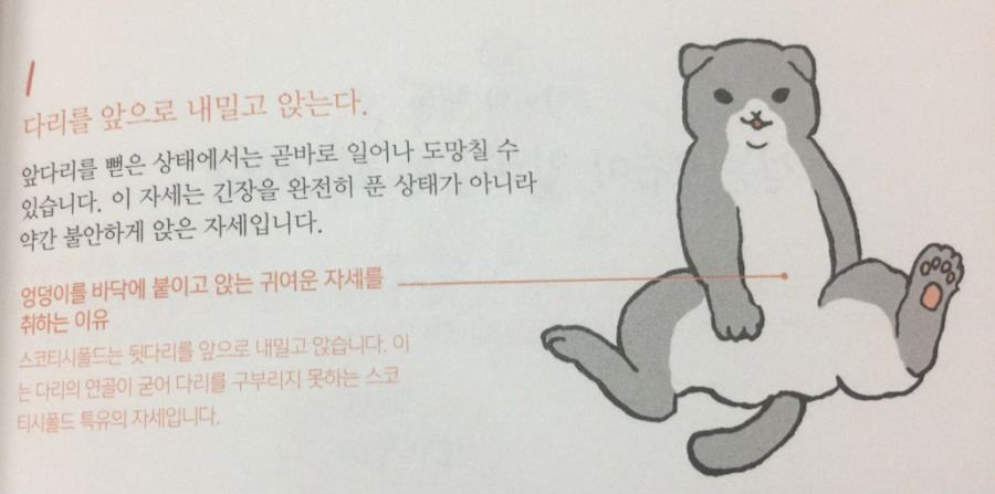 고양이가 이렇게 앉는거 신기했는데 | 인스티즈