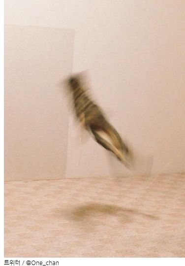 고양이 사진 컨테스트 출품작 | 인스티즈