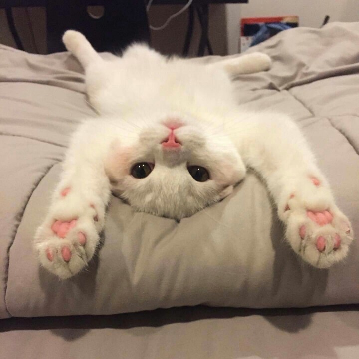 고양이 단짠단짠 모음 2탄 (귀여움 주의) | 인스티즈
