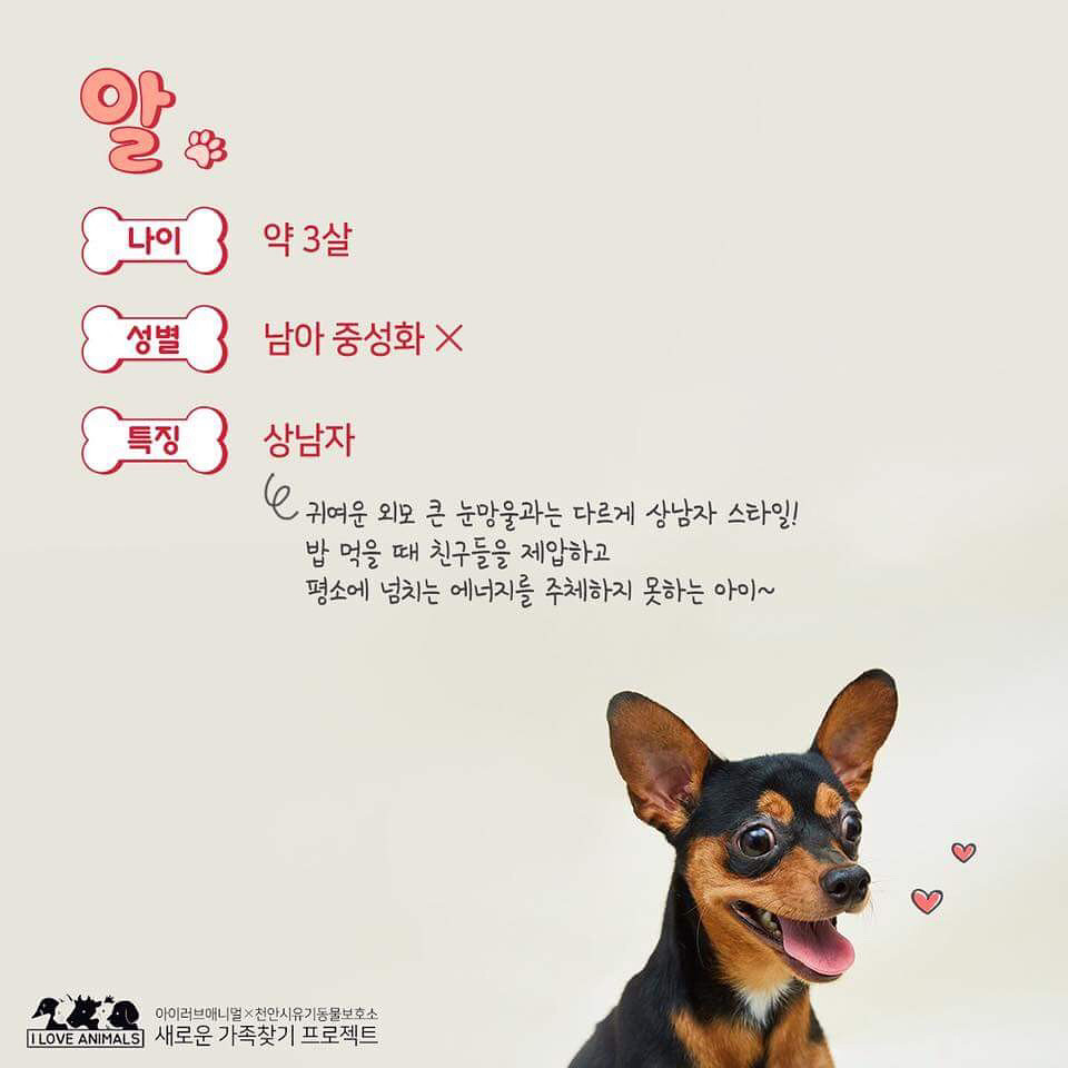 우리는 언제 가족이 생기나요? 사지 말고 입양하세요! | 인스티즈