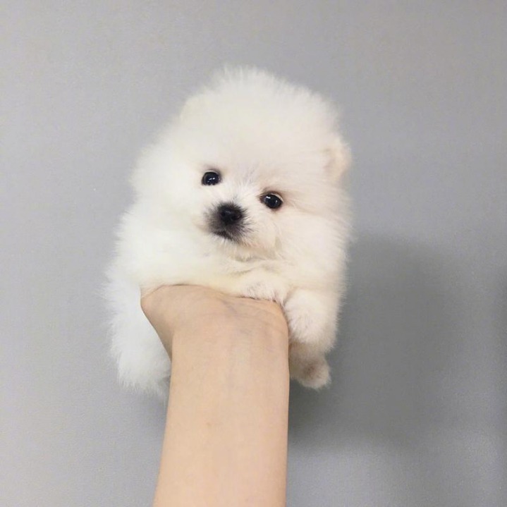 한 손에 잡히는 귀여운 멍멍이들.jpg | 인스티즈