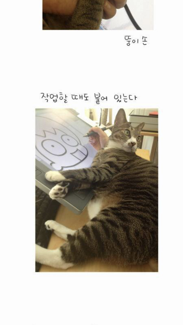 인기 많았던 엎드린 고양이 짤 | 인스티즈