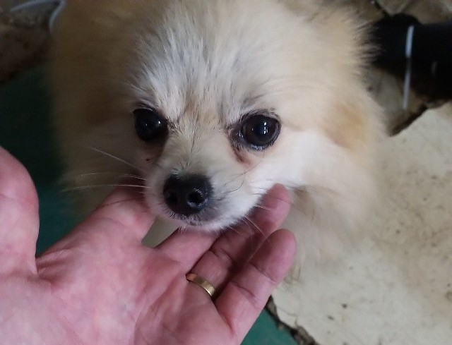 사설 유기견 보호소에 철거 명령이 떨어졌습니다ㅠㅠ관심부탁드려요!! (입양홍보) | 인스티즈