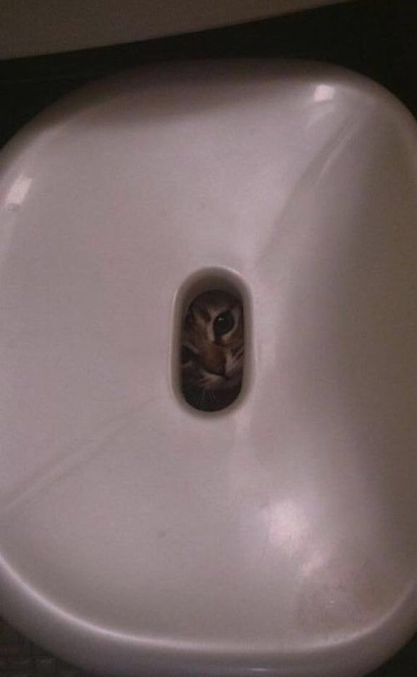 목욕하기 싫은 고양이 | 인스티즈