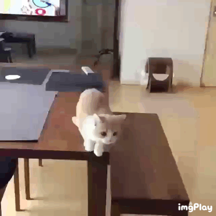 카메라를 향해 점프하는 냥이.gif | 인스티즈