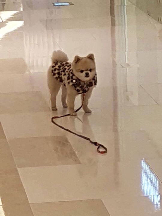 강아지 주인이 자기친구보더니 목줄놓고 보러감.jpg | 인스티즈