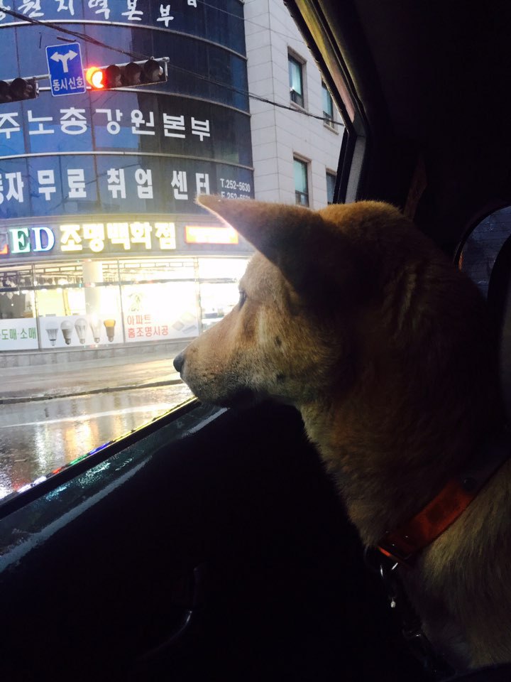 똥강아지 이미지