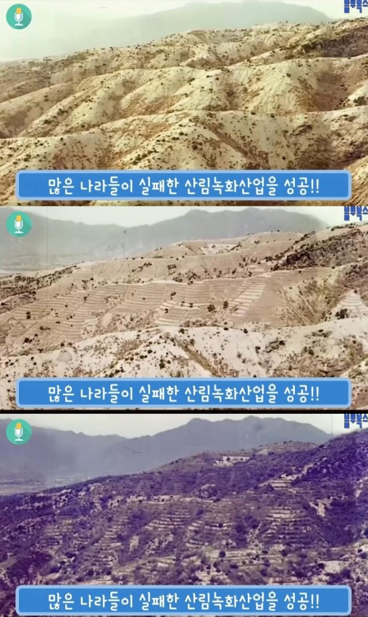 대한민국 산림에 나무가 있는 이유 | 인스티즈