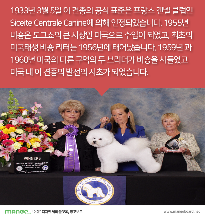 [견종정보] 비숑 프리제 이야기 | 인스티즈