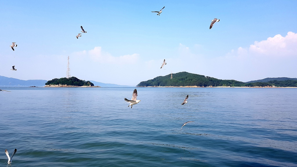 춤추는갈매기 이미지