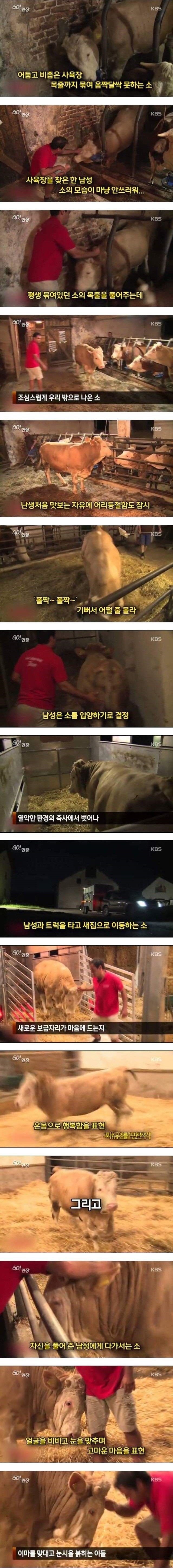 자유를 찾은 소 | 인스티즈