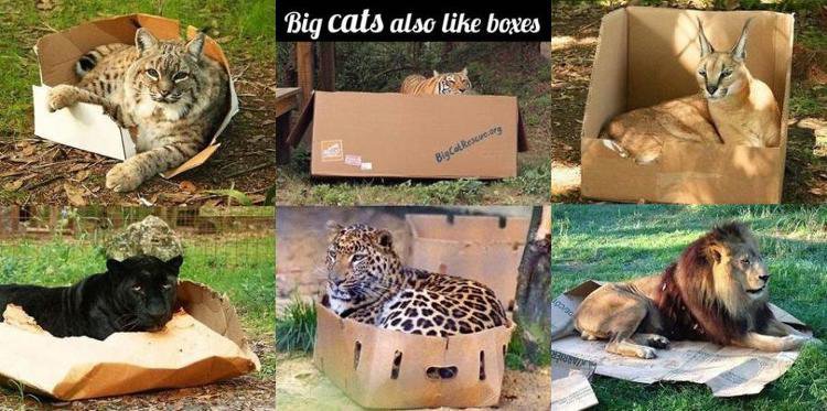 박스 하나면 해결 되는 냥이들 | 인스티즈