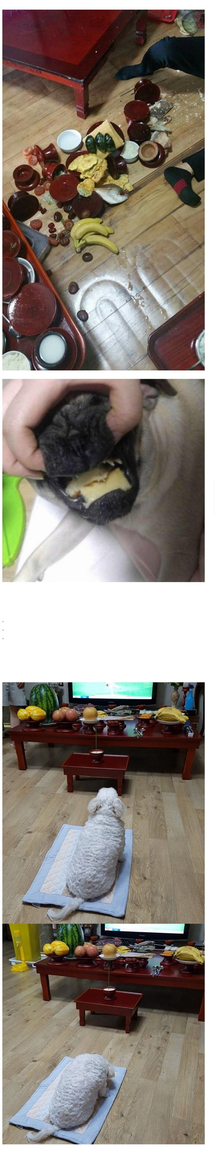 명절 차례상 댕댕이.... 극과 극....jpg | 인스티즈