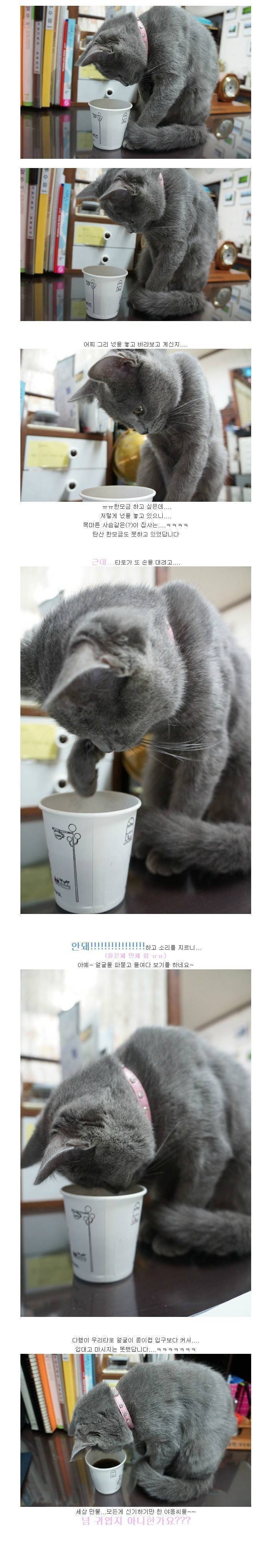 탄산이 신기한 고양이 | 인스티즈