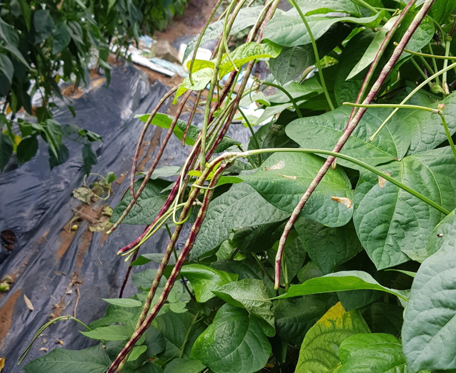 좋은씨앗주 이미지