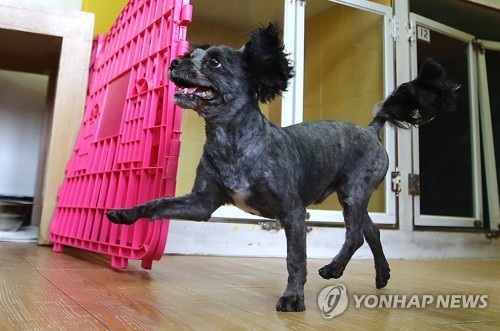 퍼스트독 문토리 청와대 입성 전후 | 인스티즈