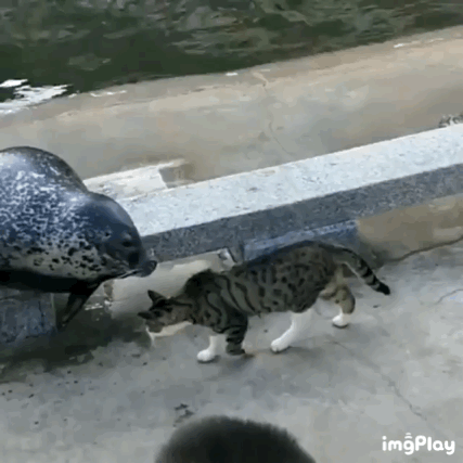 잔인하게 물댕댕이 때려 죽이는 냥아치.gif | 인스티즈