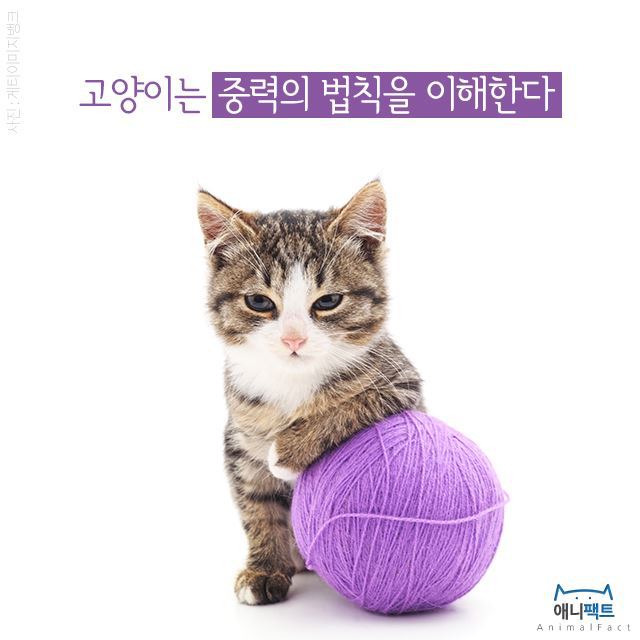 고양이는 중력의 법칙을 이해한다 | 인스티즈