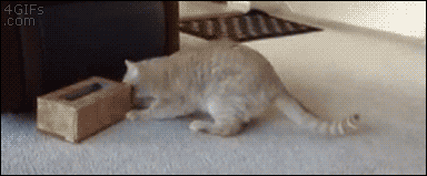 바보 냥청이들.gif | 인스티즈