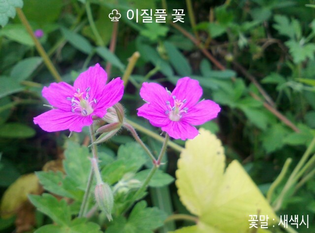 이질풀 이미지