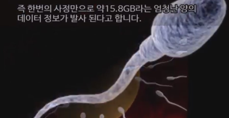 정자 한 개의 정보 | 인스티즈