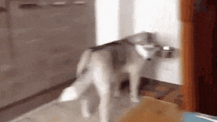 밥먹는 댕댕이 공격하는 냥아치.gif | 인스티즈