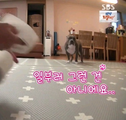 혼날까봐 눈치보는 독희 | 인스티즈