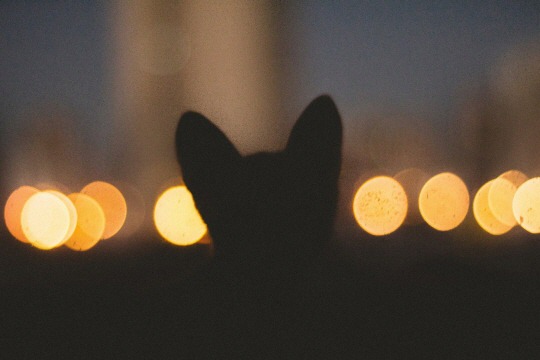  커피 마시는 개 | 인스티즈