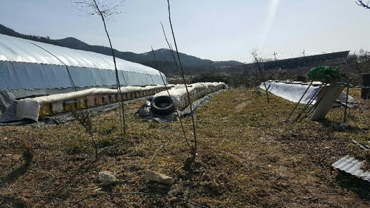 지경벌꿀 이미지
