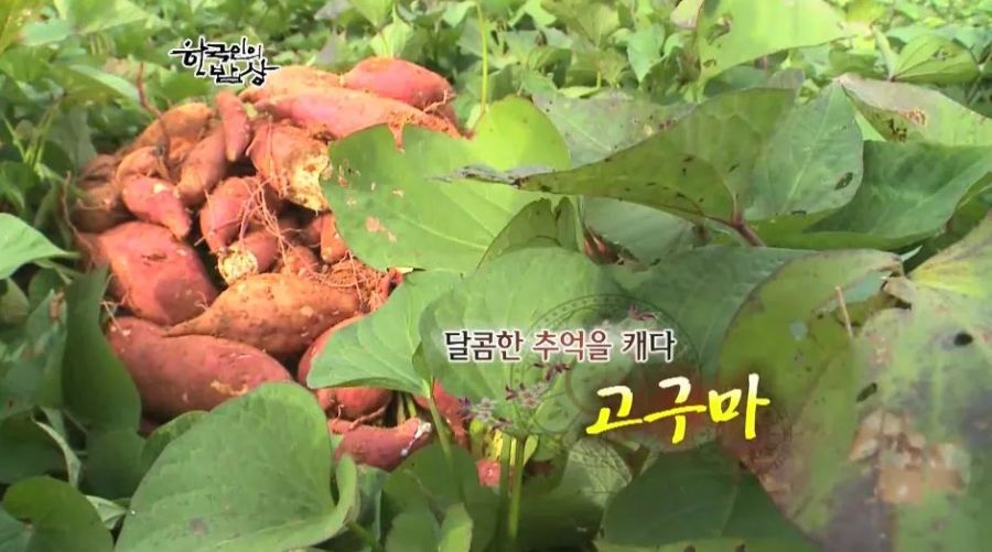 한국인의 밥상 - 고구마 | 인스티즈