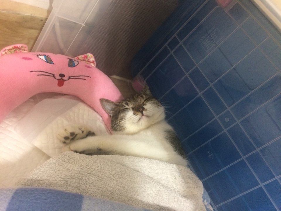 박스안에서 버려진채 떨고있던 고양이 쿠키의 평생을 함께 할수있는 따뜻한가족을 찾습니다! | 인스티즈