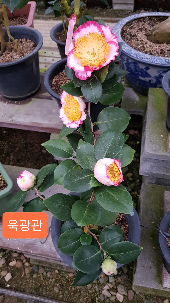 히고 이미지