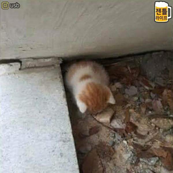 귀여운 냥냥이들 | 인스티즈