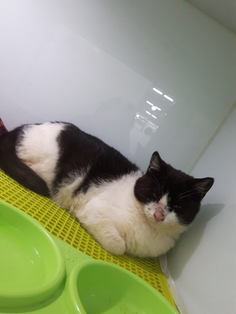구조햇던 길냥이 모모랑 다른 아가들 입양처 구한대!! | 인스티즈