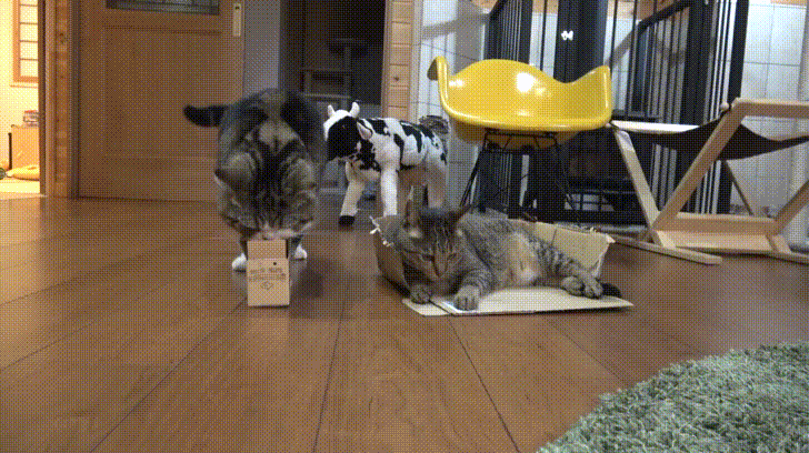 상자 고문.GIF | 인스티즈