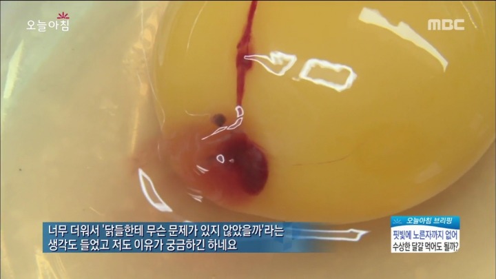 계란에서 피가나와요.jpg | 인스티즈