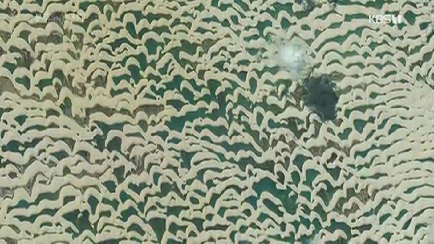 사막을 건너는 거북이의 여정..gif | 인스티즈