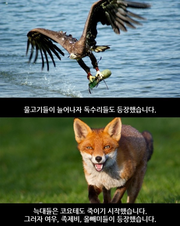 늑대가 생태계에 미치는 영향 | 인스티즈