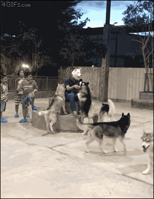 주인이 너무 개같으면 강아지들의 반응은? | 인스티즈
