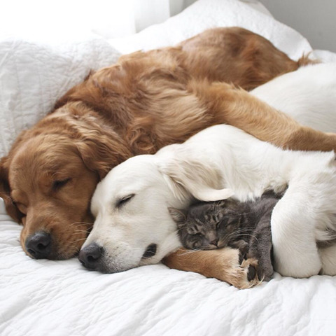 댕댕이 두마리와 고양이 한마리가 동거하는 이야기.jpg | 인스티즈