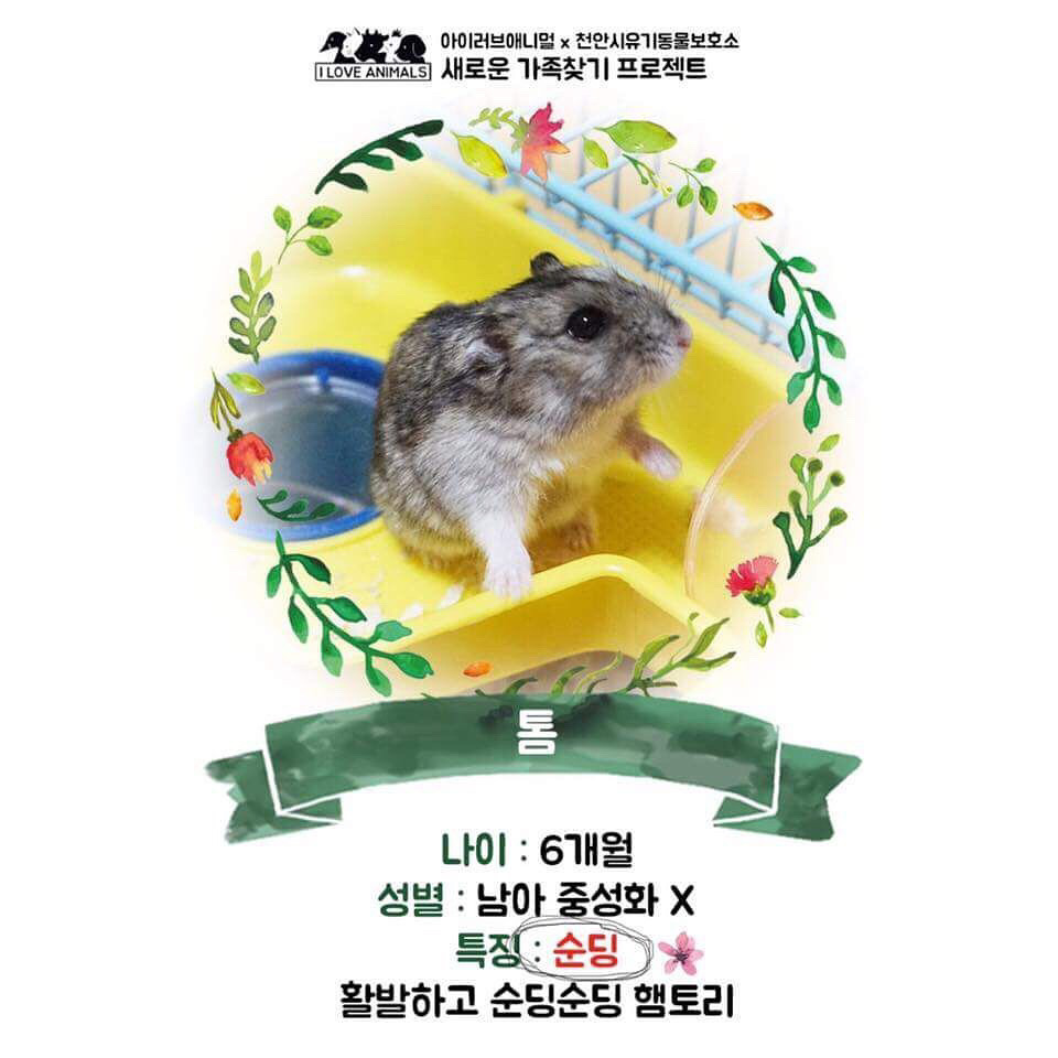 우리는 언제 가족이 생기나요? 사지 말고 입양하세요! | 인스티즈