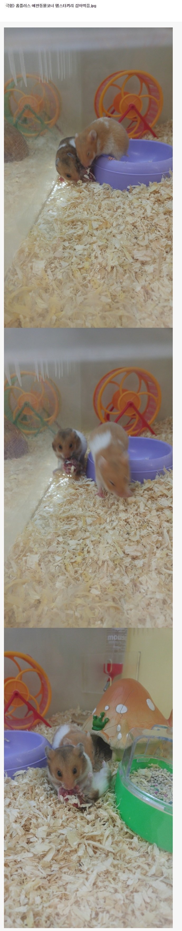 햄스터의 진실.JPG | 인스티즈