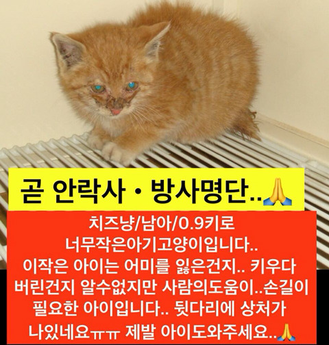 곧 안락사될 아이들 많아 보고가줘ㅠㅠㅠ공유라도 제발.. | 인스티즈